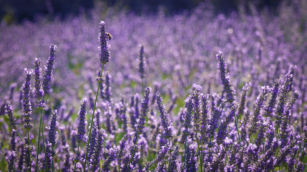 Caso studio Lavanda di Elvio